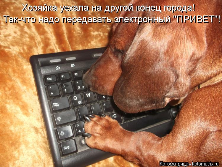 Котоматрица: Хозяйка уехала на другой конец города! Так-что надо передавать электронный "ПРИВЕТ"!