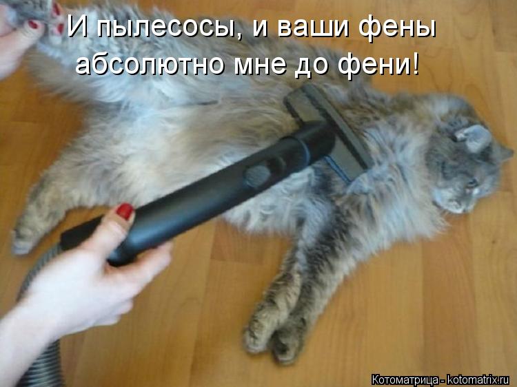 Котоматрица: И пылесосы, и ваши фены  абсолютно мне до фени!