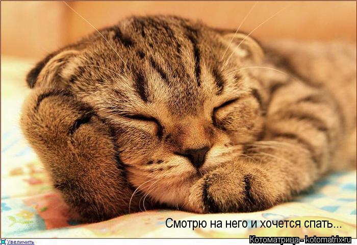 Котоматрица: Смотрю на него и хочется спать...