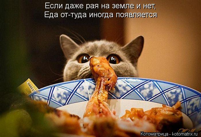 Котоматрица: Если даже рая на земле и нет, Еда от-туда иногда появляется