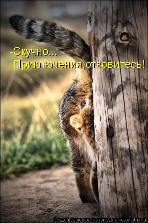 Котоматрица: -Скучно... Приключения,отзовитесь!