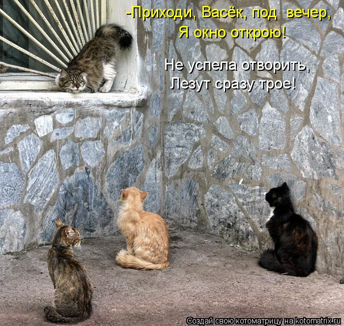 Котоматрица: -Приходи, Васёк, под  вечер, Я окно открою! Не успела отворить, Лезут сразу трое!