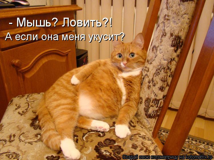 Котоматрица: - Мышь? Ловить?! А если она меня укусит?
