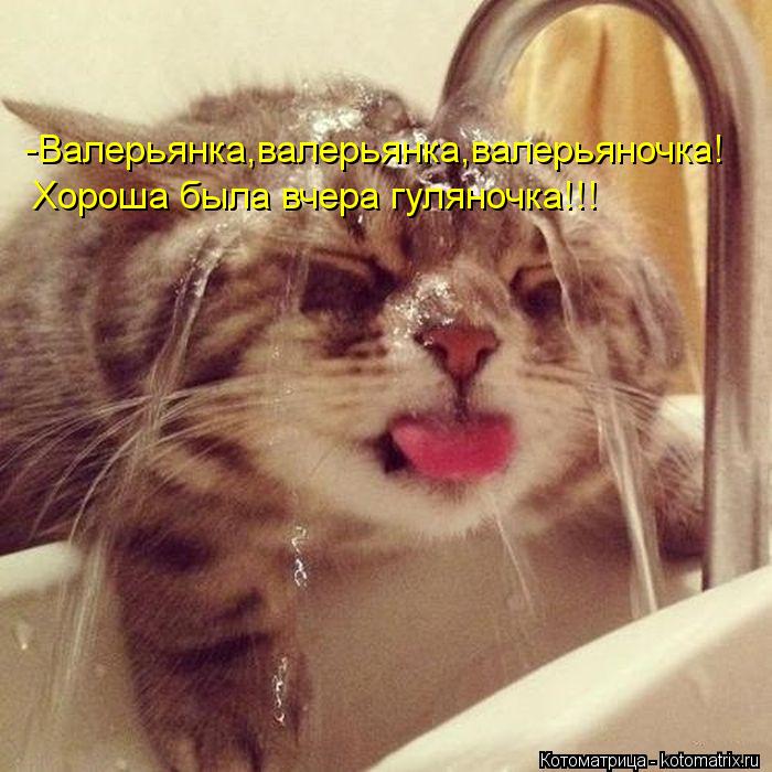 Котоматрица: -Валерьянка,валерьянка,валерьяночка! Хороша была вчера гуляночка!!!