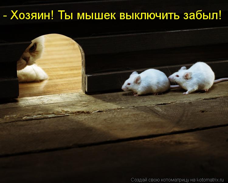 Котоматрица: - Хозяин! Ты мышек выключить забыл!