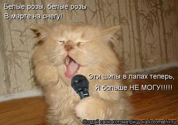 Котоматрица: Белые розы, белые розы В марте на снегу! Эти шипы в лапах теперь, Я больше НЕ МОГУ!!!!!