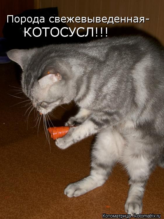 Котоматрица: Порода свежевыведенная- КОТОСУСЛ!!!