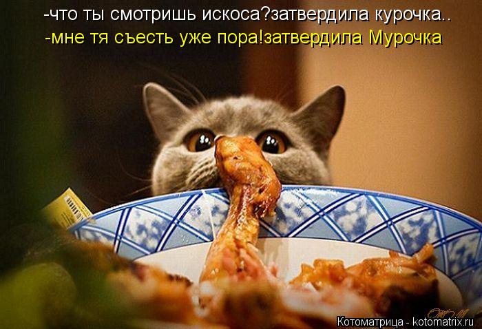 Котоматрица: -что ты смотришь искоса?затвердила курочка.. -мне тя съесть уже пора!затвердила Мурочка