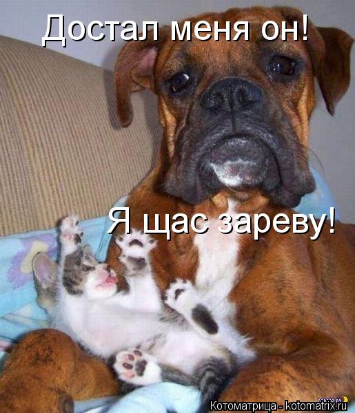 Котоматрица: Достал меня он! Я щас зареву!