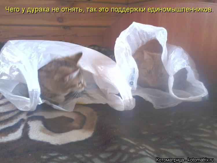 Чего у дурака не отнять, так это поддержки единомышленников.... Котоматрица: Чего у дурака не отнять, так это поддержки единомышленников.