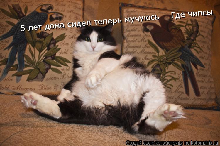 Котоматрица: 5 лет дома сидел теперь мучуюсь    Где чипсы