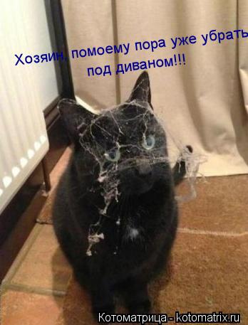 Котоматрица: Хозяин, помоему пора уже убрать под диваном!!! под диваном!!!