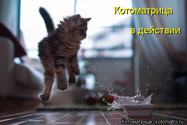 Котоматрица: Котоматрица  в действии