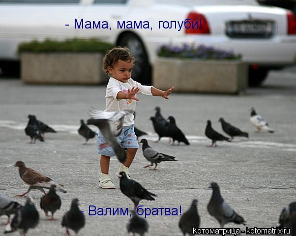 Котоматрица: - Мама, мама, голуби! - Валим, братва!