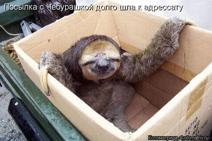 Котоматрица: Посылка с Чебурашкой долго шла к адрессату