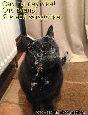 Котоматрица: Сам ты паутина! Это вуаль! Я в ней загадочна.