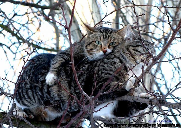 Котоматрица: кошачья любовь