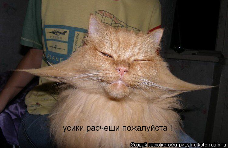Котоматрица: усики расчеши пожалуйста !                                                      усики расчеши пожалуйста !