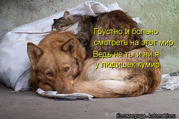 Котоматрица: Грустно и больно смотреть на этот мир Ведь не ты и ни я у людишек кумир