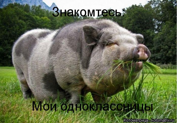 Котоматрица: Знакомтесь: Мои одноклассницы