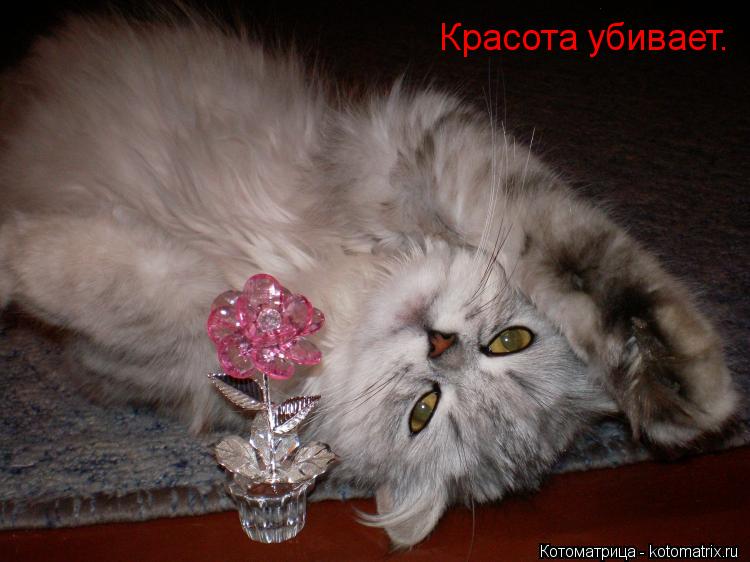 Котоматрица: Красота убивает.