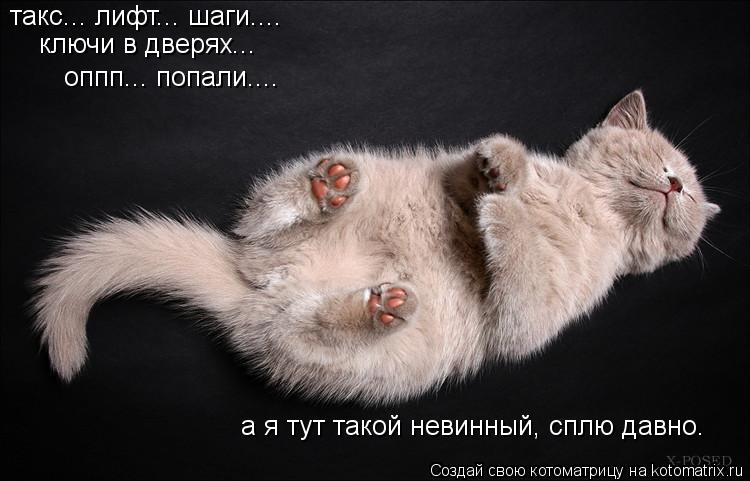такс... лифт... шаги.... ключи в дверях... оппп... попали.... а я тут такой невинный, сплю давно.... Котоматрица: такс... лифт... шаги.... ключи в дверях... оппп... попали.... а я тут такой невинный, сплю давно.