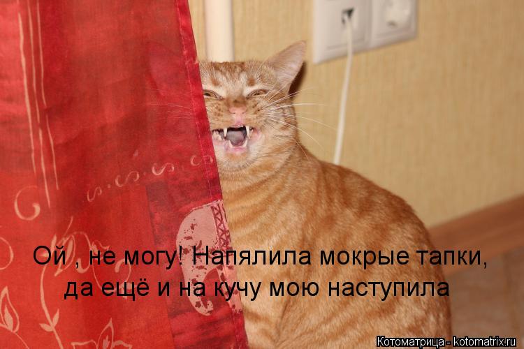 Котоматрица: Ой , не могу! Напялила мокрые тапки, да ещё и на кучу мою наступила