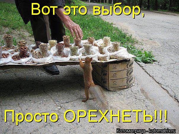 Котоматрица: Вот это выбор, Просто ОРЕХНЕТЬ!!!