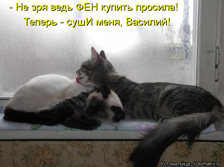 Котоматрица: - Не зря ведь ФЕН купить просила! Теперь - сушИ меня, Василий!