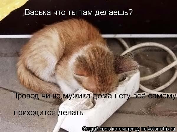 Котоматрица: Васька что ты там делаешь? Провод чиню,мужика дома нету всё самому  приходится делать приходится делать