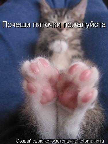 Котоматрица: Почеши пяточки пожалуйста !