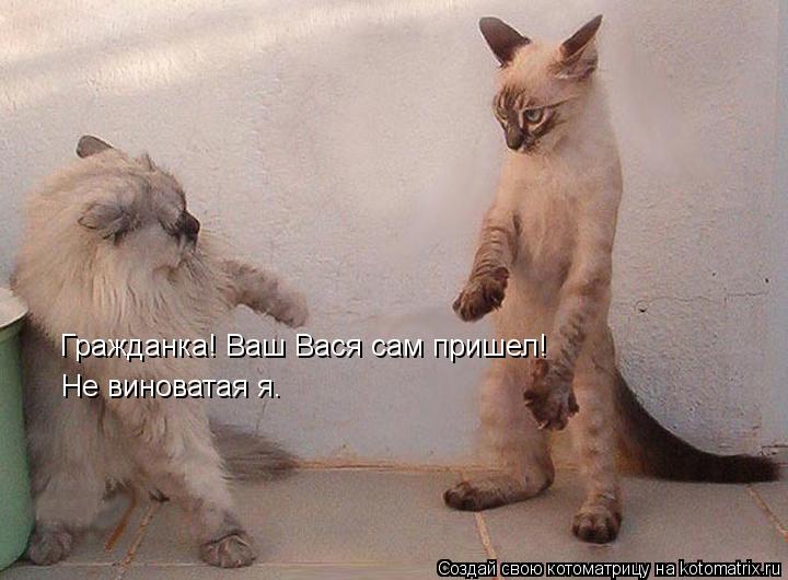 Котоматрица: Гражданка! Ваш Вася сам пришел! Не виноватая я.