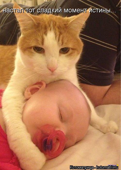 Котоматрица: настал тот сладкий момент истины...