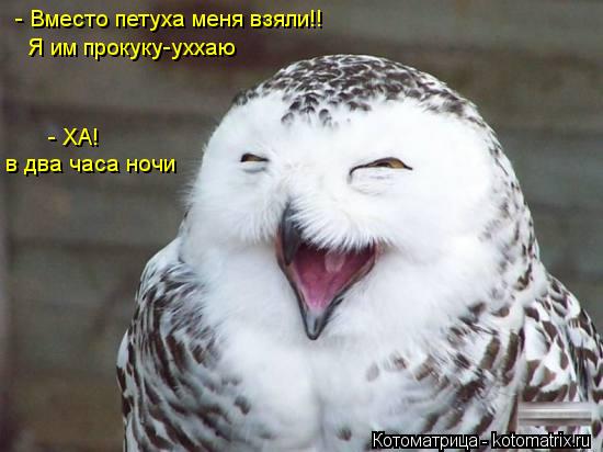 Котоматрица: - Вместо петуха меня взяли!! Я им прокуку-уххаю  - ХА! в два часа ночи