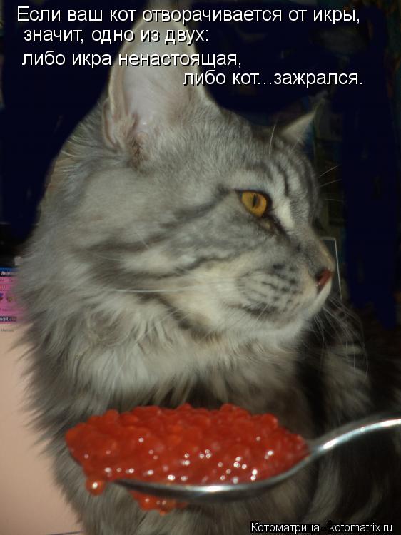 Котоматрица: Если ваш кот отворачивается от икры, значит, одно из двух: либо икра ненастоящая, либо кот... зажрался.