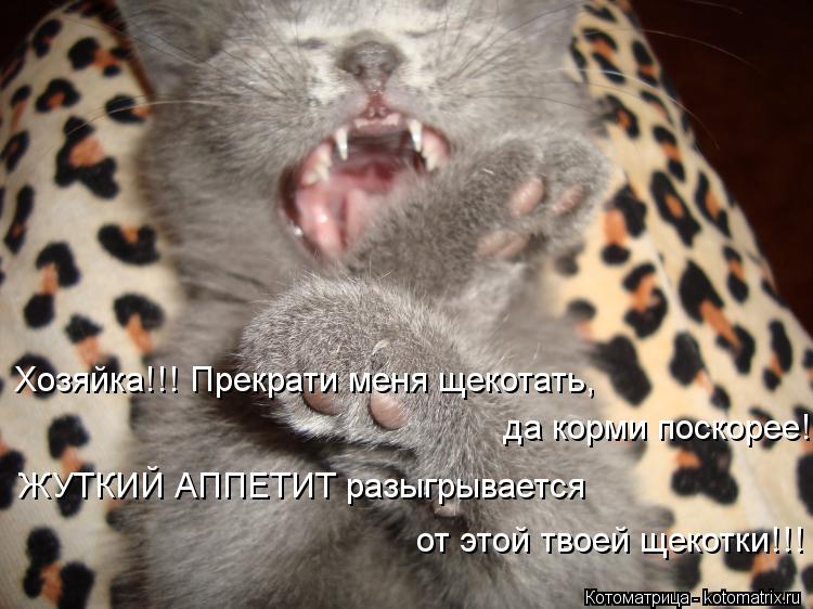 Котоматрица: Хозяйка!!! Прекрати меня щекотать, да корми поскорее! ЖУТКИЙ АППЕТИТ разыгрывается от этой твоей щекотки!!!