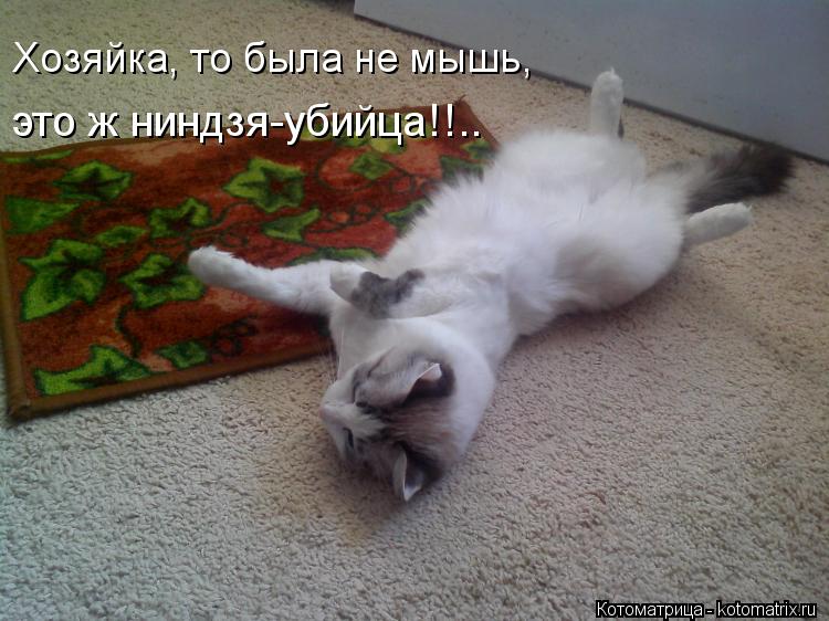 Котоматрица: Хозяйка, то была не мышь, это ж ниндзя-убийца!!..