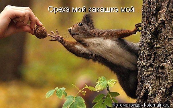 Котоматрица: Орехэ мой какашкэ мой