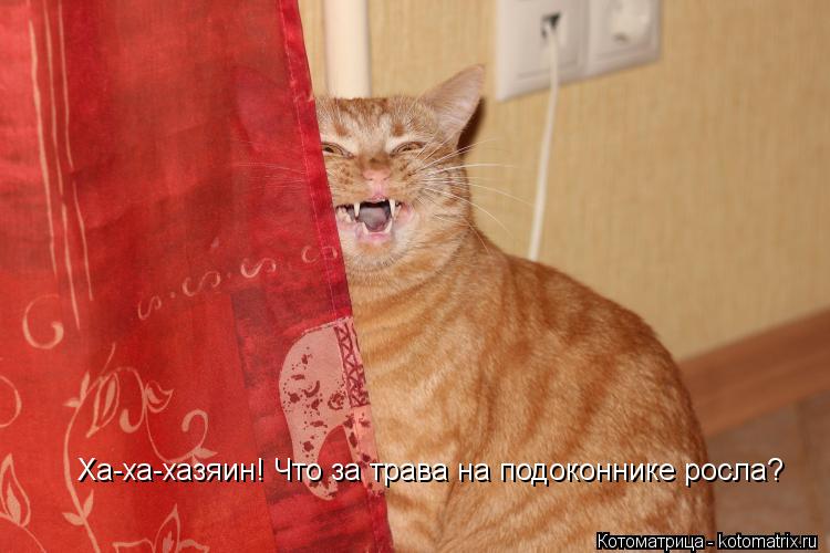 Котоматрица: Ха-ха-хазяин! Что за трава на подоконнике росла?