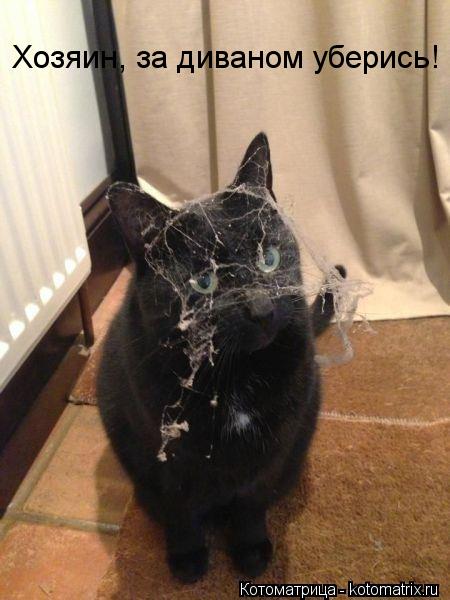 Котоматрица: Хозяин, за диваном уберись!
