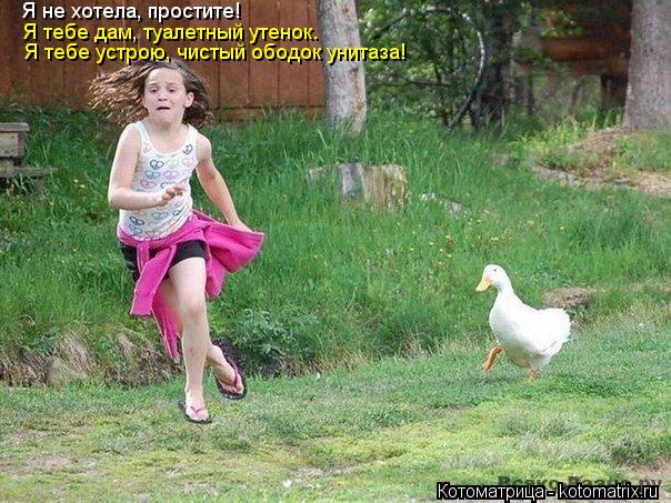 Котоматрица: Я не хотела, простите! Я тебе дам, туалетный утенок. Я тебе устрою, чистый ободок унитаза!