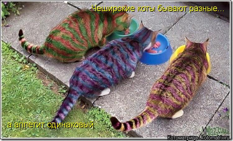 Котоматрица: Чеширские коты бывают разные... а аппетит одинаковый