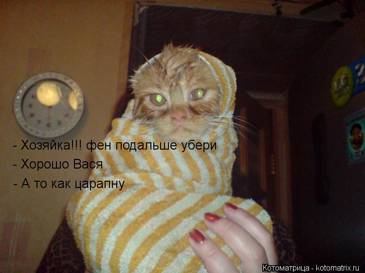 Котоматрица: - Хозяйка!!! фен подальше убери - Хорошо Вася - А то как царапну