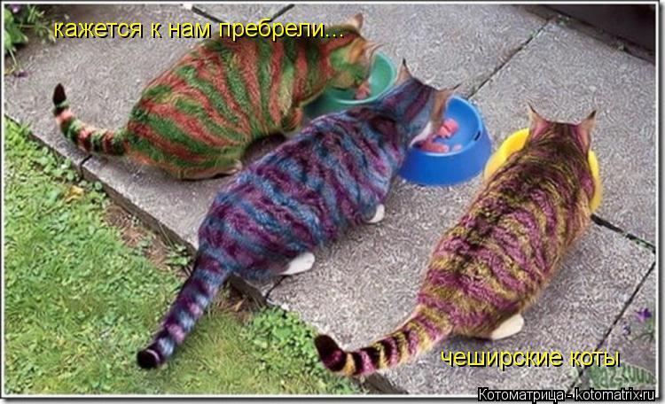 Котоматрица: кажется к нам пребрели... чеширские коты