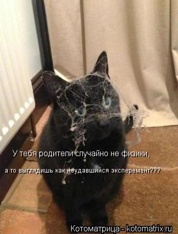 Котоматрица: У тебя родители случайно не физики,  а то выглядишь как неудавшийся эксперемент???