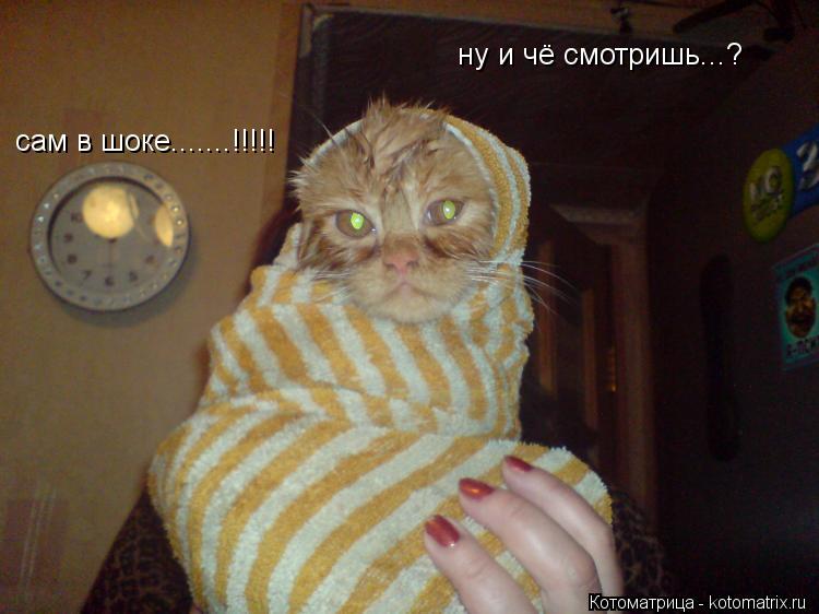 Котоматрица: ну и чё смотришь...? сам в шоке.......!!!!!