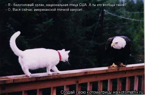 - Я - белоголовый орлан, национальная птица США. А ты кто вообще такой? - О, Вася сейчас американской... Котоматрица: - Я - белоголовый орлан, национальная птица США. А ты кто вообще такой? - О, Вася сейчас американской птичкой закусит...