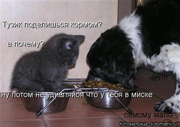 Котоматрица: Тузик поделишься кормом? нет!!! самому мало а почему?  ну потом не удивляйся что у тебя в миске
