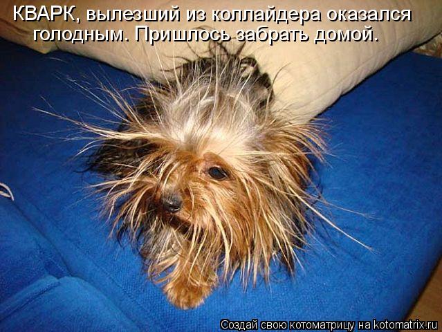 Котоматрица: КВАРК, вылезший из коллайдера оказался голодным. Пришлось забрать домой.