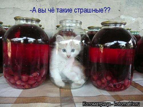 Котоматрица: -А вы чё такие страшные??